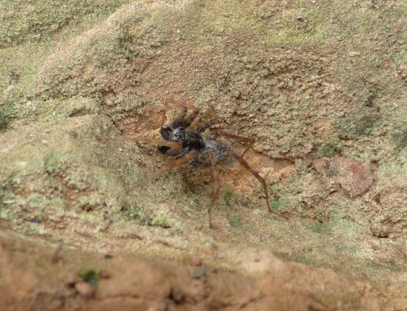 Piccolo Lycosidae di fiume: Pardosa wagleri